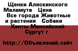 Щенки Аляскинского Маламута › Цена ­ 10 000 - Все города Животные и растения » Собаки   . Ханты-Мансийский,Сургут г.